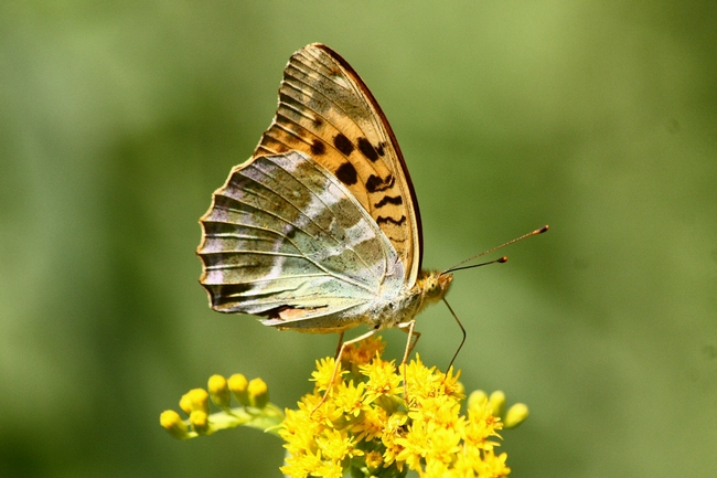 Farfalle e ambienti del parco del Ticino